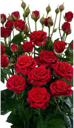 Dashing Look 10 Adet Kırmızı Renkli Gül Çiçeği Tohumu TH-thmcmthm443