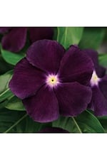 Dashing Look 10 Adet Mor Renkli Cezayir Menekşesi Çiçek Tohumu TH-thmcmthm494