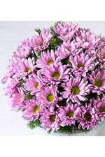 Dashing Look 10 Adet Pembe Papatya Çiçek Tohumu TH-thmcmthm290