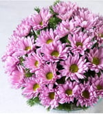 Dashing Look 10 Adet Pembe Papatya Çiçek Tohumu TH-thmcmthm290
