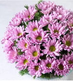 Dashing Look 10 Adet Pembe Papatya Çiçek Tohumu TH-thmcmthm290