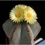 Dashing Look Bishop’s Cap Cactus Kaktüs Tohumu TH-dshnglookthm167