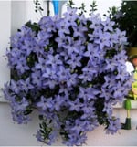 Dashing Look Campanula Mavi Çan Çiçeği Tohumu 10 12 Adet TH-thmcmthm550