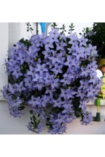 Dashing Look Campanula Mavi Çan Çiçeği Tohumu 10 12 Adet TH-thmcmthm550