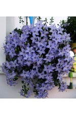 Dashing Look Campanula Mavi Çan Çiçeği Tohumu 10 12 Adet TH-thmcmthm550