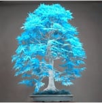 Dashing Look Japon Akçaağaç Tohumu 5 Adet Turkuaz TH-255503001