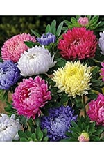 Dashing Look Karışık Pompon Aster Papatya Çiçeği Tohumu 5 Adet