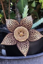 Dashing Look Leş Kaktüsü Orbea Variegata Tohumu / 5 Adet Tohum TH-thmcmthm391
