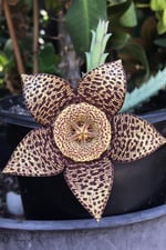Dashing Look Leş Kaktüsü Orbea Variegata Tohumu / 5 Adet Tohum TH-thmcmthm391