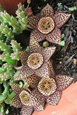 Dashing Look Leş Kaktüsü Orbea Variegata Tohumu / 5 Adet Tohum TH-thmcmthm391