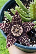 Dashing Look Leş Kaktüsü Orbea Variegata Tohumu / 5 Adet Tohum TH-thmcmthm391