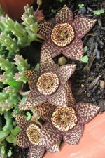 Dashing Look Leş Kaktüsü Orbea Variegata Tohumu / 5 Adet Tohum TH-thmcmthm391