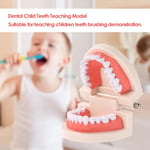 Diş Çocuk Diş Öğretim Modeli Yetişkin Diş Diş etleri Okuyan Çocuklar için Standart Gösteri Aracı