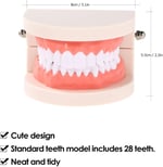 Diş Çocuk Diş Öğretim Modeli Yetişkin Diş Diş etleri Okuyan Çocuklar için Standart Gösteri Aracı