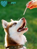 Doğal İşkembeli Köpek Ödül Maması, Köpek Munchy Çubuk 40 Adet