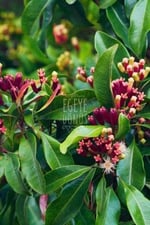 EGEYE DÖNÜŞ Karanfil Tane - (Bitki Çayı - Baharat - İri Taneli Lüx Karanfil) - 40 Gr. (1. Kalite)