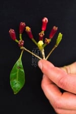 EGEYE DÖNÜŞ Karanfil Tane - (Bitki Çayı - Baharat - İri Taneli Lüx Karanfil) - 40 Gr. (1. Kalite)