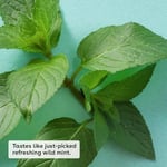 eos USDA Organik Dudak Balsamı, Tatlı Nane, Nemlendirici Kuru Dudaklar,%100 Doğal ve Glutensiz, Uzun Ömürlü Nemlendirici