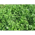 Erkenci Maydanoz Tohumu 1000+ Adet – Hızlı Gelişen & Verimli – Yoğun Aromalı – Saksı & Bahçe Yetiştiriciliğine Uygun