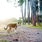 Ezydog Neo Classic Boyun Tasması Xsmall Candy