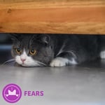 FELIWAY Classic 30 günlük feromon buharlaştırıcı başlangıç seti, 48 ml – kedi ve yavru kedilerde stres belirtilerini azaltmaya yardımcı olur, veterinerler tarafından tavsiye edilir, klinik olarak test