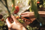 Fiskars Fiskars K80 Katlanır Hasat Bıçağı 1062819