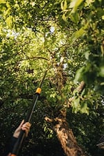 Fiskars Zürafa kesme seti, Bypass teleskopik kesme zürafası, çelik bıçak/alüminyum sap, 2,4-4 m, UPX86 ve adaptörlü ağaç testeresi, sertleştirilmiş çelik, 46 cm, 1023634