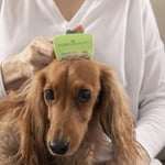 Furminator Uzun Tüylü Köpekler için - Small - Seçenekler: Kurzhaar, Langhaar