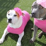 Gooby Esnek Polar Yelek Köpek Kazak - Pembe, 6X-Large - Sıcak Kazak Polar Köpek Ceket - Küçük Köpekler Erkek veya Kız için Kış Köpek Giysile - Seçenekler: 6X-Large Length (27.5