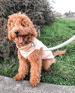 Gooby Polar Yelek Köpek Süveteri - Kireç, Orta - Sıcak Tutan Kazak Polar Köpek Ceketi O-Ring Tasmalı - Kış Küçük Köpek Kazak Kaban - Soğuk H - Seçenekler: X-Small (Around 4-lb), Small (Around 6-lb)...