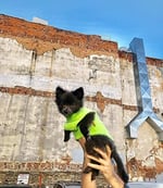 Gooby Polar Yelek Köpek Süveteri - Kireç, Orta - Sıcak Tutan Kazak Polar Köpek Ceketi O-Ring Tasmalı - Kış Küçük Köpek Kazak Kaban - Soğuk H - Seçenekler: X-Small (Around 4-lb), Small (Around 6-lb)...