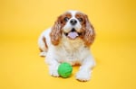 Hartz DuraPlay Ball Gıcırtılı Lateks Köpek Oyuncağı, Orta, 3'lü Paket