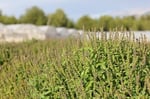 Haven Herbs & Blends Tulsi Çayı Premium Loose Leaf 50 gr | Tulsi (Hint Fesleğeni) Çayı |