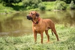 HUNTER NEOPREN Vario Plus köpek tasması, renk: kırmızı/siyah, dayanıklı naylon, yumuşak neopren dolgu, kademesiz ayarlanabilir,  - Seçenekler: S/1,5, S-M/2,0, S/2,0, M-L/2,0, M/2,0, L-XL/2,5, L/2,5...