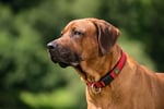 HUNTER NEOPREN Vario Plus köpek tasması, renk: kırmızı/siyah, dayanıklı naylon, yumuşak neopren dolgu, kademesiz ayarlanabilir,  - Seçenekler: S/1,5, S-M/2,0, S/2,0, M-L/2,0, M/2,0, L-XL/2,5, L/2,5...
