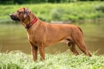 HUNTER NEOPREN Vario Plus köpek tasması, renk: kırmızı/siyah, dayanıklı naylon, yumuşak neopren dolgu, kademesiz ayarlanabilir,  - Seçenekler: S/1,5, S-M/2,0, S/2,0, M-L/2,0, M/2,0, L-XL/2,5, L/2,5...
