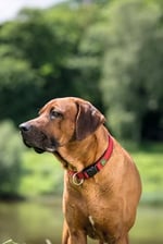 HUNTER NEOPREN Vario Plus köpek tasması, renk: kırmızı/siyah, dayanıklı naylon, yumuşak neopren dolgu, kademesiz ayarlanabilir,  - Seçenekler: S/1,5, S-M/2,0, S/2,0, M-L/2,0, M/2,0, L-XL/2,5, L/2,5...