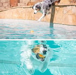Hyper Pet 4'lü Küçük Tenis Topu Seti – Turuncu – Köpekler İçin Güvenli, Dayanıklı & Yüzen (Small)
