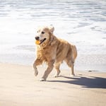 Hyper Pet 4'lü Küçük Tenis Topu Seti – Turuncu – Köpekler İçin Güvenli, Dayanıklı & Yüzen (Small)
