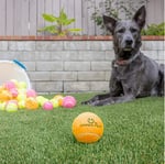 Hyper Pet 4'lü Küçük Tenis Topu Seti – Turuncu – Köpekler İçin Güvenli, Dayanıklı & Yüzen (Small)