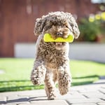 Hyper Pet EVA Köpük Kemik Köpek Oyuncağı – Hafif & Dayanıklı – Suda Yüzen & Kolay Temizlenen Getir-Bırak Oyuncağı (2 paketi) - Seçenekler: Pack of 2, One Size (2 paketi), EVA-STICK, One Size, Kemik...