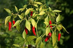 İthal Doğal Acı Şili Biberi Acı Biber Hot Chilean Pepper 100 Ad Tohum