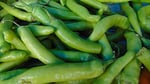 İthal Doğal Acı Şili Biberi Acı Biber Hot Chilean Pepper 100 Ad Tohum