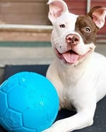 Jolly - Futbol - Deniz Mavisi - 20 cm - 1 Adet