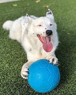 Jolly - Futbol - Deniz Mavisi - 20 cm - 1 Adet