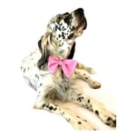 KEDİ VE KÖPEKLER İÇİN PAPYON PEMBE PEMBE 1