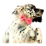KEDİ VE KÖPEKLER İÇİN PAPYON PEMBE PEMBE 1