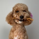 Kito Horoz Ayak Çiğnemelik Köpek Ödül Maması%100 Doğal, Glutensiz, Organik 100 gr (Dog Treat)