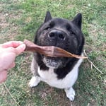 Kito Kurutulmuş Dana Kelle Derisi Çiğnemelik Köpek Ödül Maması%100 Doğal, Glutensiz, Organik 100 gr (Dog Treat)