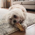 Kito Kurutulmuş Kuzu Kulak Çiğnemelik Köpek Ödül Maması %100 Doğal, Glutensiz, Organik 100 gr